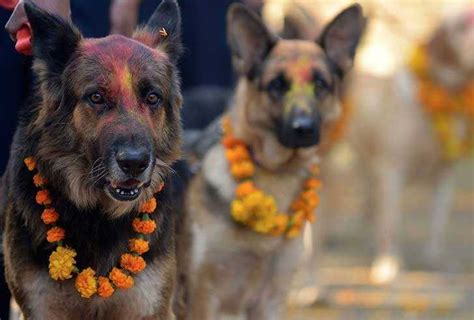 Tihar in Nepal 2024 - Kukur Tihar Dates & Celebrations