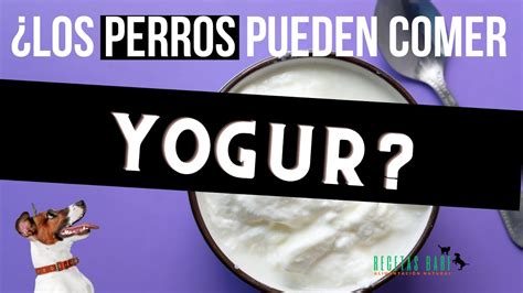 YOGUR PARA PERROS Los PERROS pueden comer YOGUR Cuál es MÁS