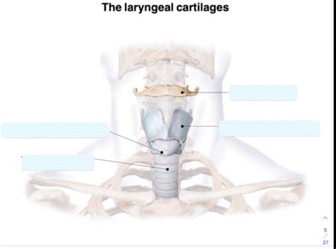 Lecture 24 Larynx Flashcards Quizlet