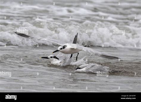 Sandwich Terns Thalasseus Sandvicensis Washing And Preening In