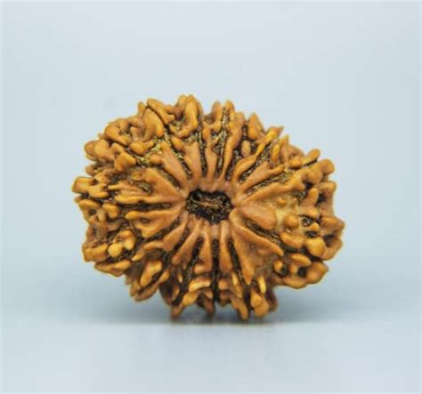 Gemstech Mukhi Rudraksha Pendant Real Pure Face Rudraksha