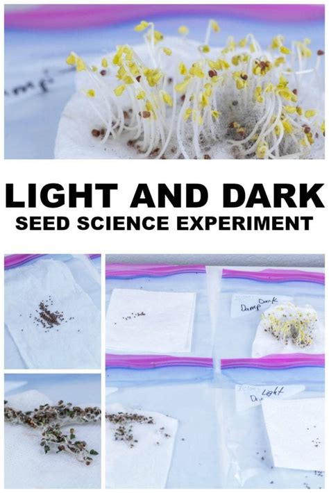 Seed Science Experiment » SKrafty