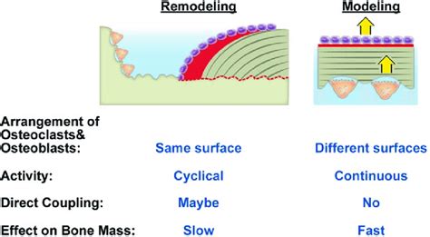 11 Modeling Vs Remodeling Bone Remodeling Involves Sequential Download Scientific Diagram