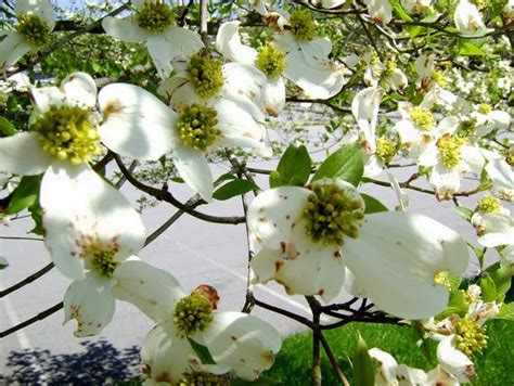 Flower Homes: Pacific Dogwood Flowers