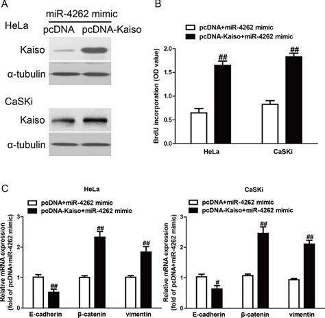 Overexpression Of Kaiso Partially Rescued Mir 4262 Inhibited Cell