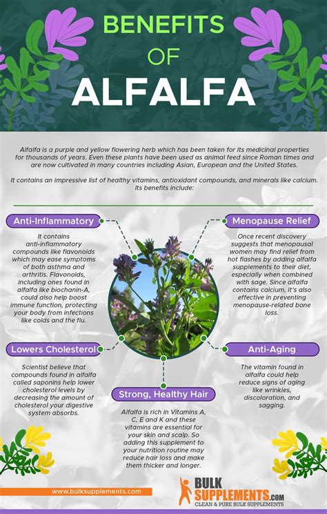 Impressive Benefits Of Alfalfa Extract How To Use It Health