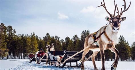 Traditional Authentic Reindeer Farm Visit With Sledge Ride GetYourGuide