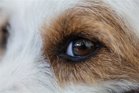 The Ultimate Dog Eye Infection Guide Gundog Journal