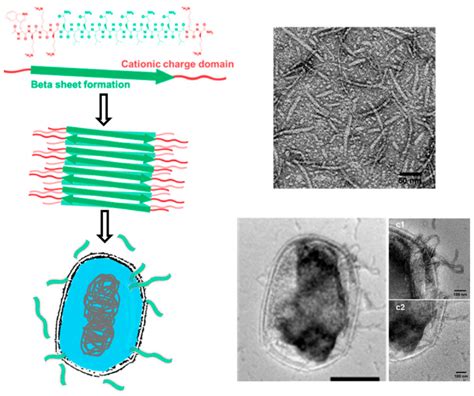 Supramolecular Peptide Assemblies As Antimicrobial Scaffolds