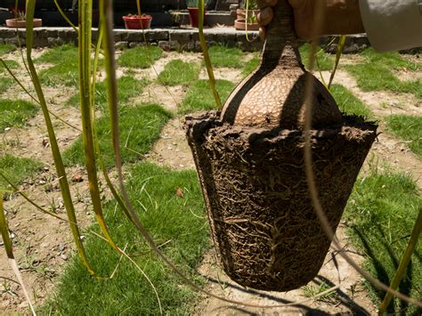 C Mo Plantar Una Palmera Huerto En Casa