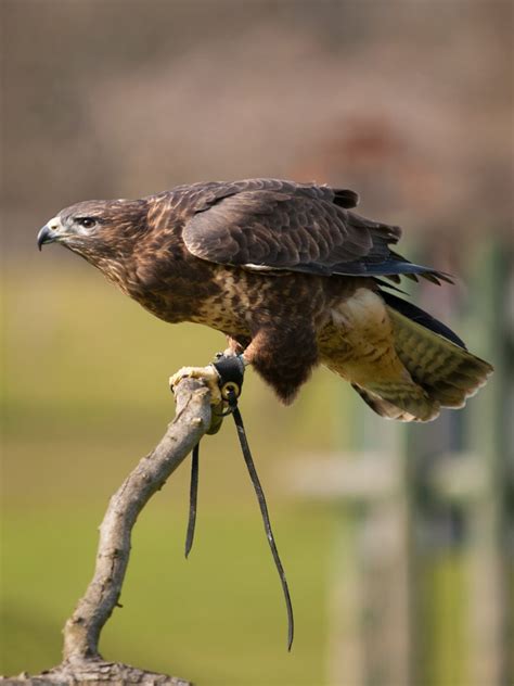 Hawk Symbolism, Hawk Meaning, Hawk Totem, Hawk Dream, and Messages