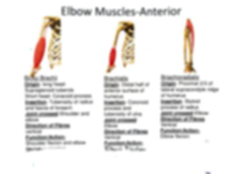 SOLUTION: Elbow joint muscles with diagram - Studypool