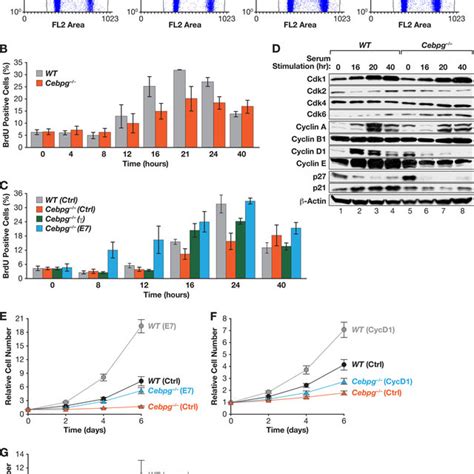 Cebpg Mefs Display A Proinflammatory Gene Signature And Enhanced