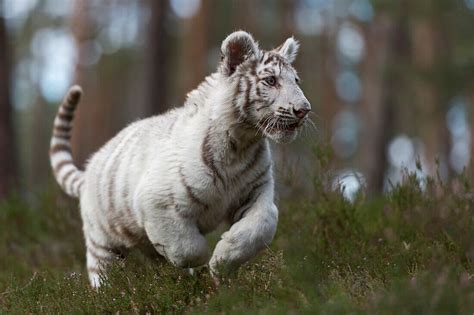 Royal Bengal Tiger Königstiger Panthera Bild kaufen 71397282