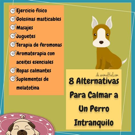 Cómo Ayudar A Un Perro Hiperactivo A Relajarse