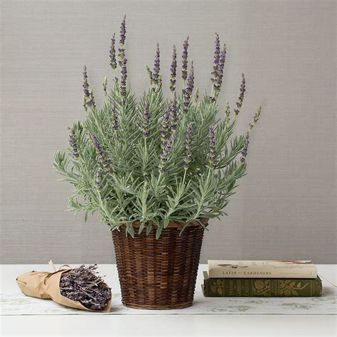 Indoor Lavender Plants | White Flower Farm