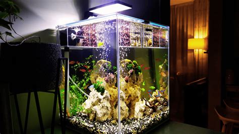 Peixe Betta Aquario Ideal - Peixe Betta Aquário Ideal - Seulugarideal