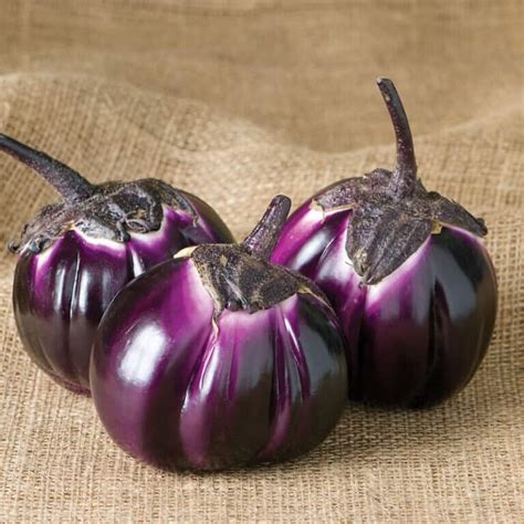 Barbarella F1 Eggplant Seed ActiveVista For Market Farm Garden