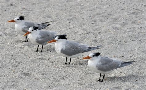 Four Royal Terns On A Beach Stock Photo Image Of Royal Four 139023978