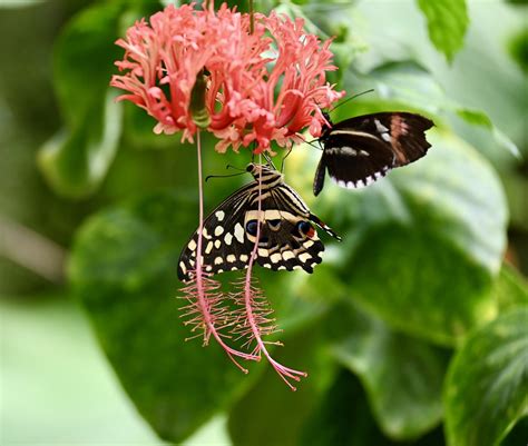 Schmetterling Insekt Flügel Kostenloses Foto auf Pixabay Pixabay