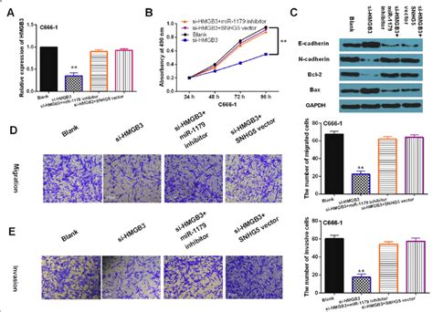 Hmgb Regulated Npc Progression By Mediating Lncrna Snhg Mir