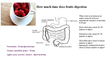 Time Taken for Fruit Digestion