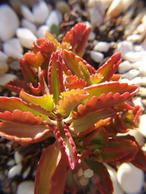 The Kalanchoe Longiflora Coccinea Is A Succulent Plant Of Relatively