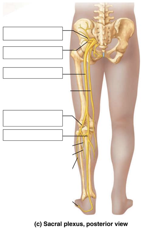 Sacral Plexus Diagram Quizlet