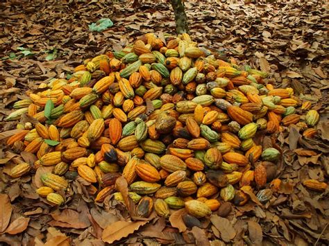 Cacao ivoirien la Côte d Ivoire prépare le paiement de primes