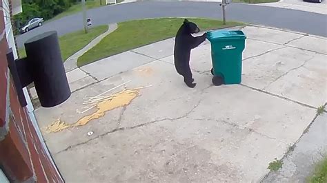 Watch a Tidy Bear Politely Return a Trash Can to the Owner