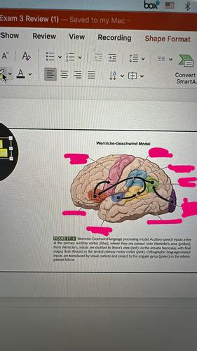 Neuro Test 3 Flashcards Quizlet