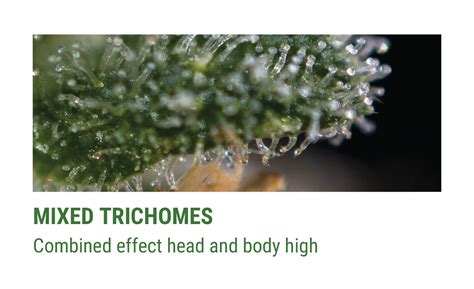 Cannabis Trichomes Importance Rqs Blog