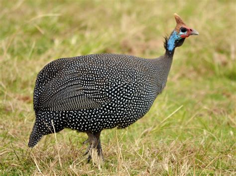 African Guinea Fowl