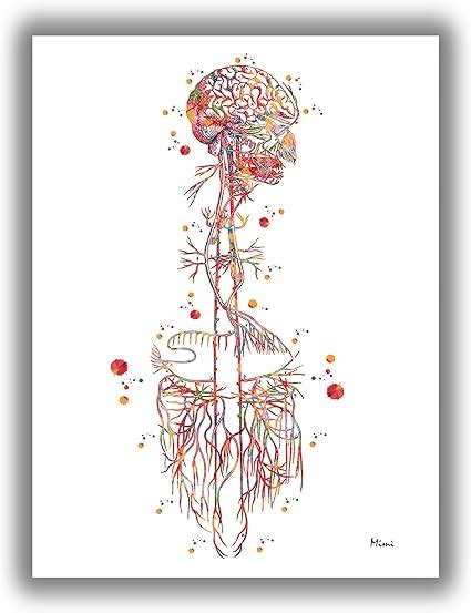 amazoncom vagus nerve medical print art vagal nerves anatomy cranial