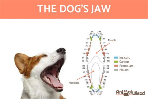 How Many Teeth Do Dogs Have Types Characteristics And Parts