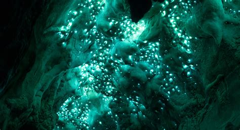 Waitomo Glowworm Caves: New Zealand’s Bioluminescent Caves Only