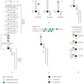 Biosynthetic Pathways Of Galf A In The Leloir Pathway Gal Is