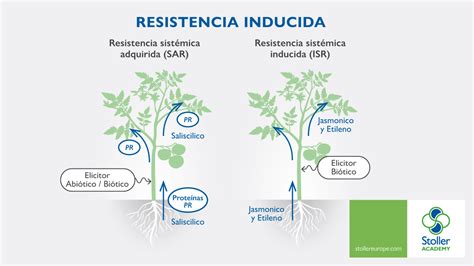 Cu Les Son Los Factores Que Influyen En La Resistencia De Las Plantas