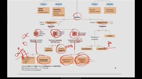 Gram Positive Lab Algorithm Microbiology 7 First Aid Usmle In Urduhindi Youtube