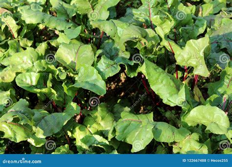 Beterrabas Ou Beta Plantas Vulgares Com As Grandes Folhas Grossas E