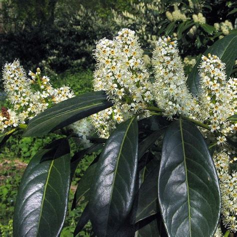 Kirschlorbeer Herbergii Lorbeer