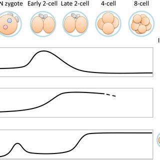 Changes in maternal organelles during oocyte maturation. The dispersed ...