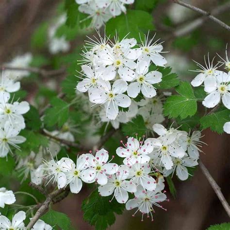 Hawthorn Hedge Crataegus Monogyna Hedges Direct Uk