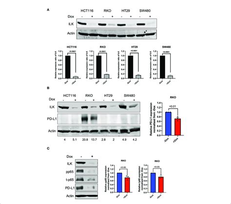 Ilk Kd Reduced Basal Pd L1 Expression In Rko Crc Cells Via Nf Kb P65