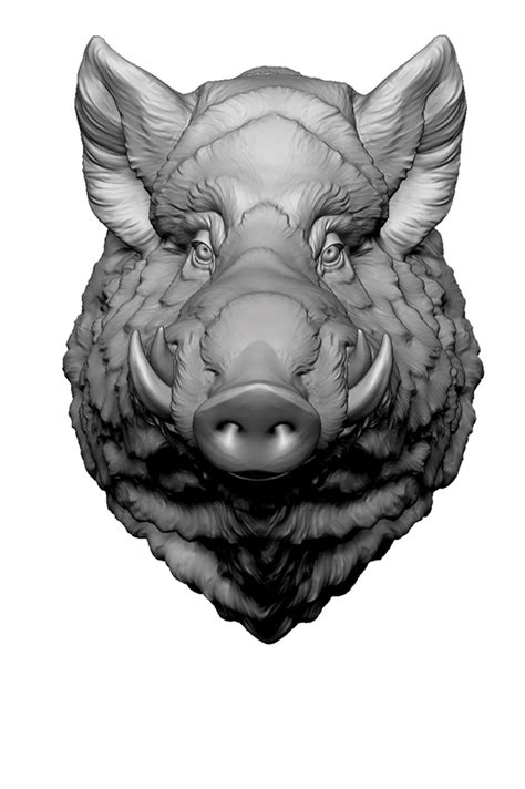 Wild Boar Comic Style Art On Behance