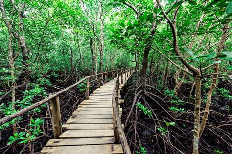 Wooden Walkway In African Forest Stock Image Image Of Bridge