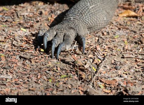 Indonesia Komodo Island Komodo National Park Loh Liang Komodo Dragon Varanus Komodoensis