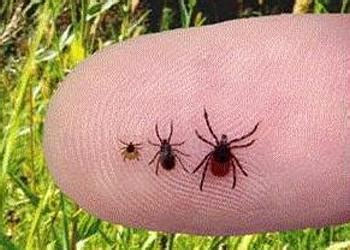 Mum, I've got an insect IN my leg.... Why West London ticks might not ...