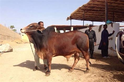 Cattle RED SINDHI RARE BREEDS TRUST OF AUSTRALIA TidyHQ