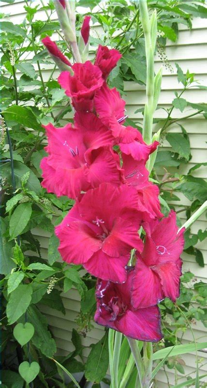 How to Care for Gladiolus | eHow